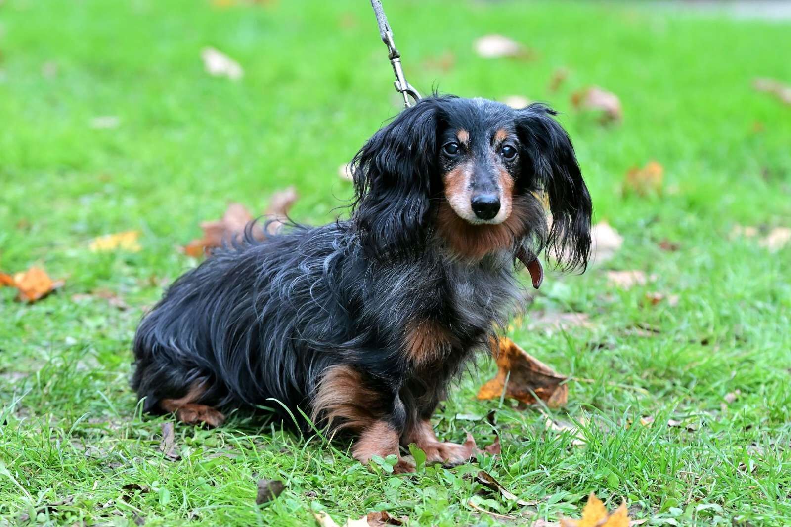 utulek 11 2025male--158